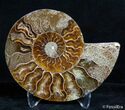 Inch Split Ammonite Pair #2637-4
